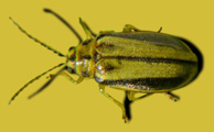 Adult beetle